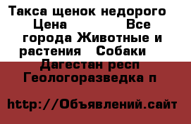 Такса щенок недорого › Цена ­ 15 000 - Все города Животные и растения » Собаки   . Дагестан респ.,Геологоразведка п.